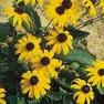 blackeyed Susan