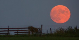 Harvest_moon2