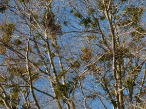 Trees of Mistletoe