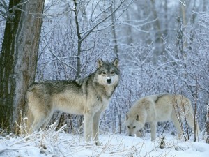 wolves