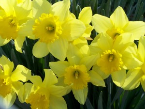 daffodil3