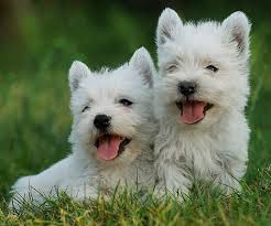 2 westies