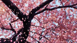 Cherry_Blossom