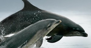 BottlenoseDolphins