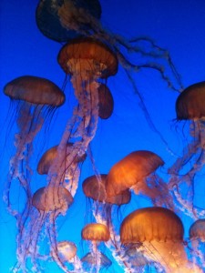 jellyfish.still