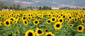 sunflower field