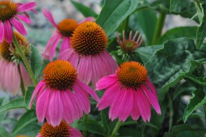 cone flower