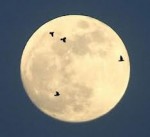 migratiing birds full moon