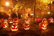 field of pumpkins