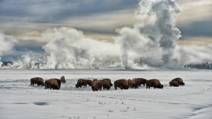 YellowstoneNPBuffalo_EN-US10570890210_1366x768