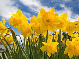 daffodils