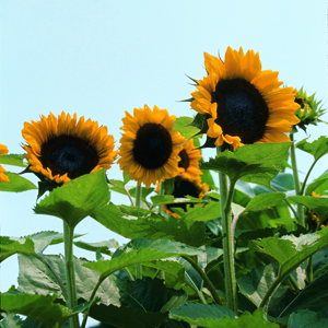 sunflower-300