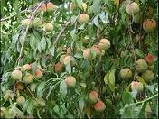 fruit trees