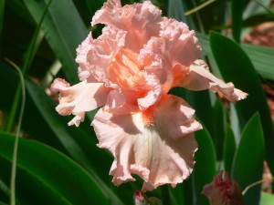 pink iris