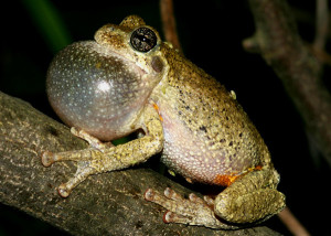 tree frog 2