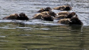 A herd of bison swim across the Yellowstone River in Yellowstone National Park, Wyoming, June 21, 2011. On average over 3,000 bison live in the park.REUTERS/Jim Urquhart (UNITED STATES)