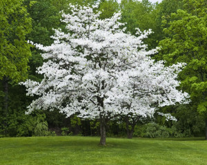 American-Dogwood-Tree-Westchester-Tree-Life