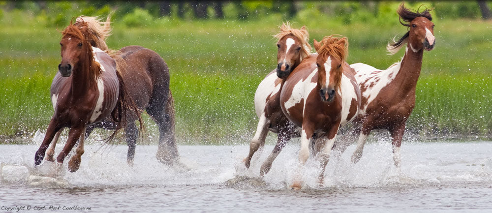 assateague_horses_IMG_8848