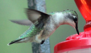 hummingbird